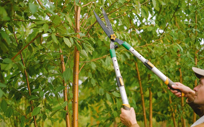 Tree trimming in Burns, CO